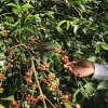 sommerkaffe tade haand plukker kaffeboenner